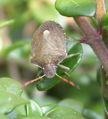 Peribalus strictus vernalis