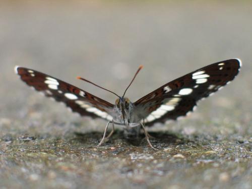 Limenitis camilla