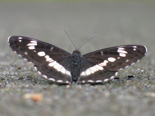 Limenitis camilla