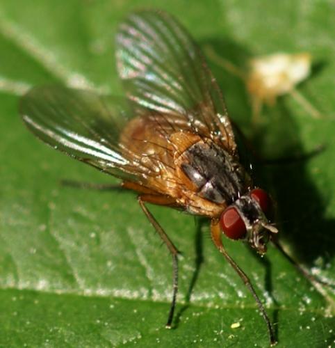 Phaonia rufiventris