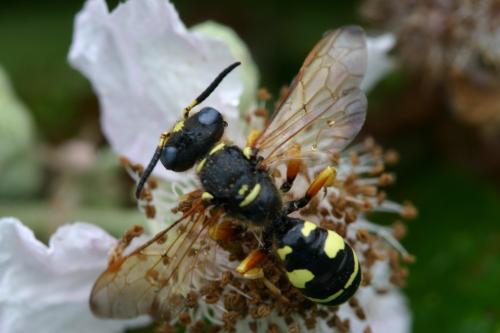 Réf. 20 168 : Philanthus coronatus