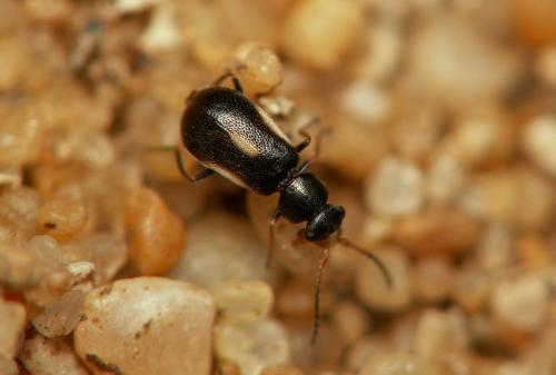 Colotes maculatus