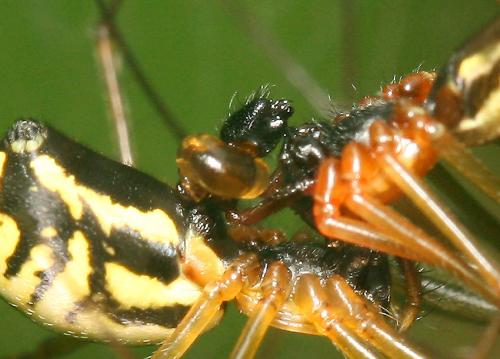 Neriene radiata