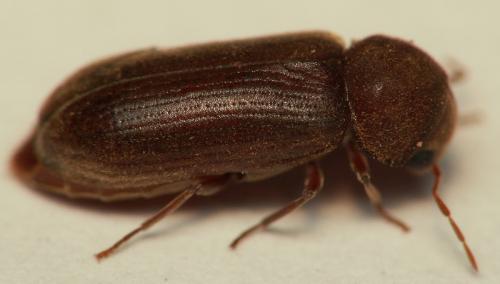 Oligomerus ptilinoides