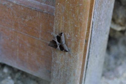 Réf. 20 077 : Dysgonia algira