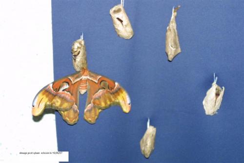Attacus atlas