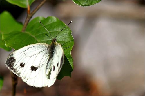 Réf. 20 804 : Pieris sp.