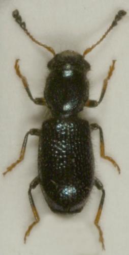 Réf. 20 897 : Korynetes geniculatus