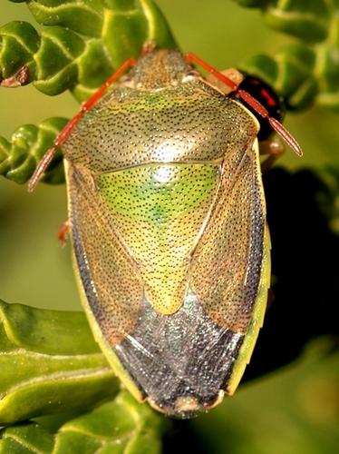 Réf. 20 574 : Piezodorus lituratus