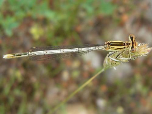 Platycnemis pennipes
