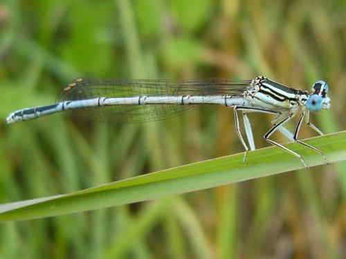 Platycnemis pennipes