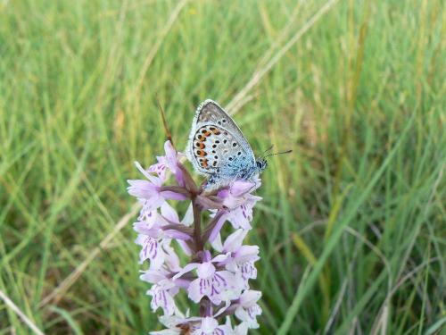 Plebejus sp.