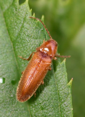 Porthmidius austriacus