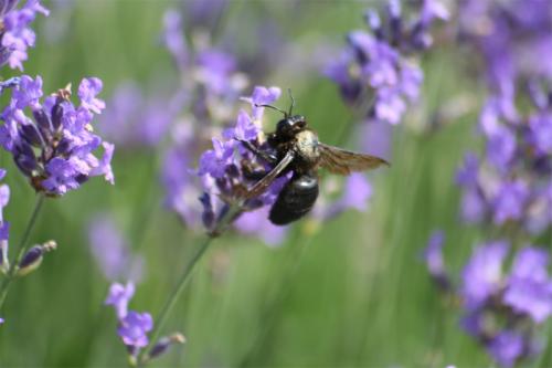 Xylocopa violacea