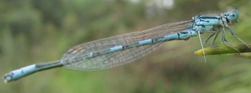 Réf. 20 718 : Coenagrion scitulum