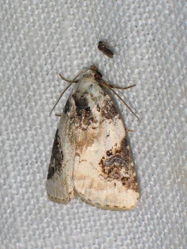 Réf. 20 162 : Pseudeustrotia candidula