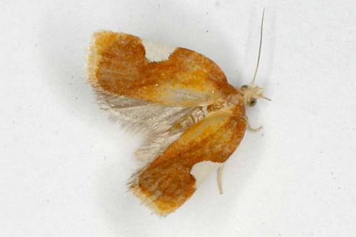 Acleris holmiana
