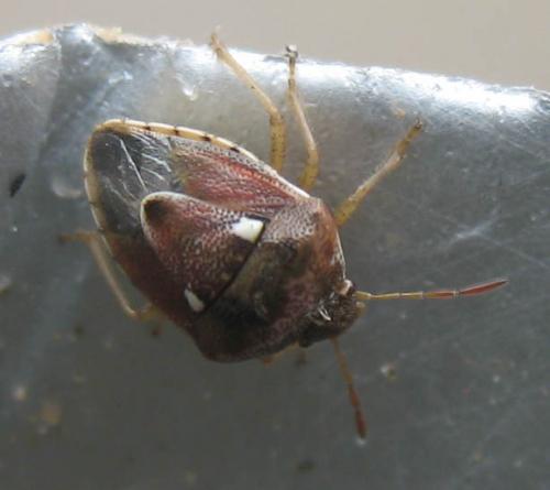 Stagonomus bipunctatus bipunctatus