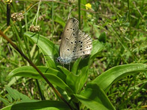 Phengaris alcon rebeli