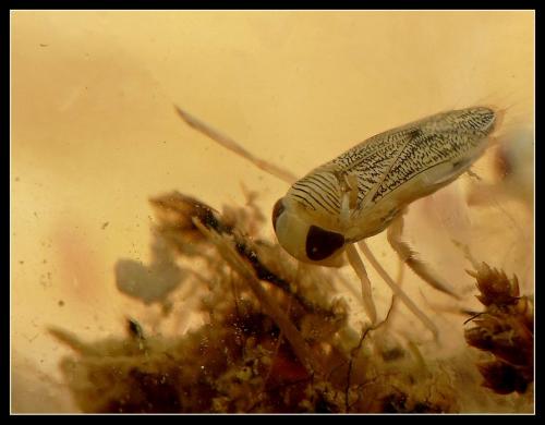 Sigara lateralis