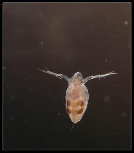 Daphnia sp.