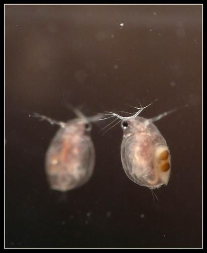 Daphnia sp.