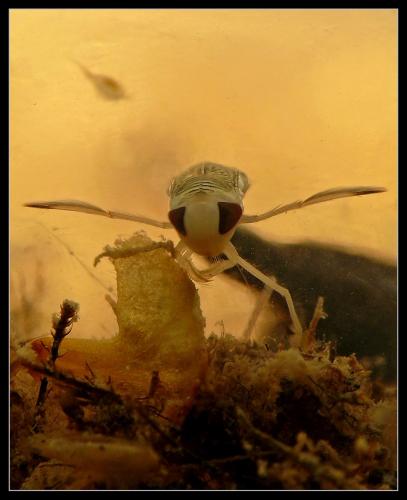 Sigara lateralis