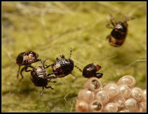 Réf. 20 270 : Dolycoris baccarum