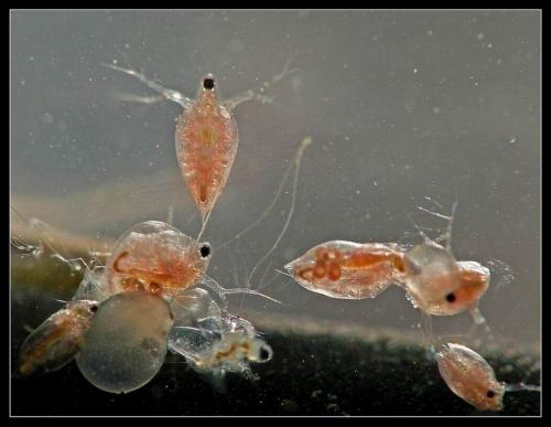 Daphnia sp.