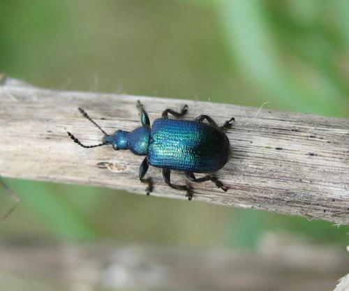 Lasiorhynchites sericeus