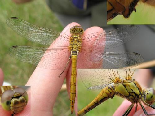 Réf. 20 742 : Sympetrum vulgatum