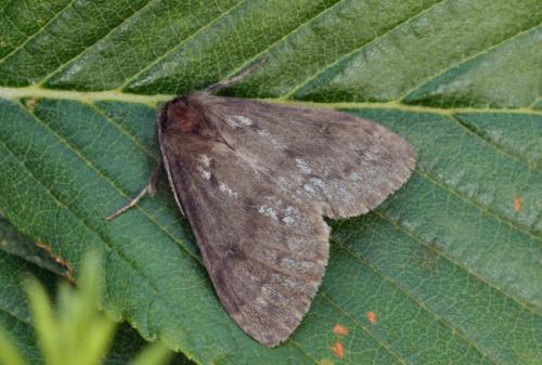 Réf. 20 881 : Parocneria detrita