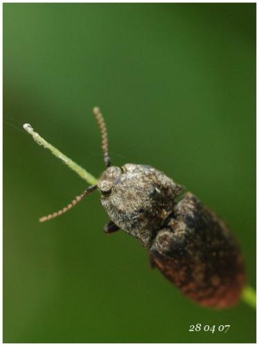 Réf. 20 416 : Agrypnus murinus