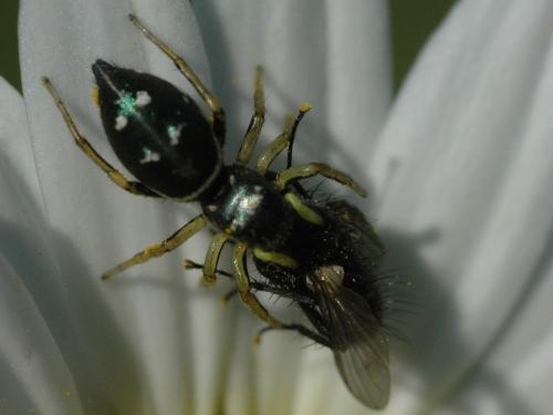 Heliophanus sp.