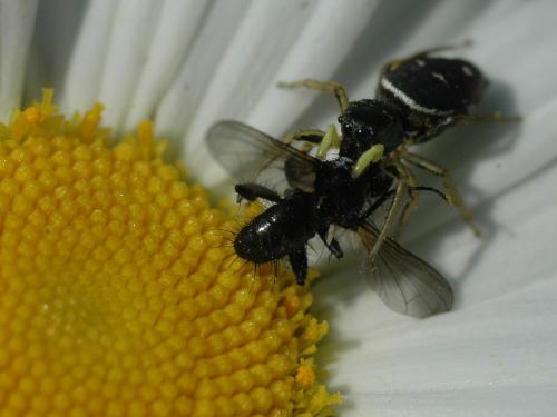 Réf. 20 724 : Heliophanus sp.