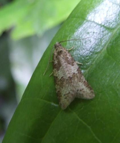 Cnephasia sp.