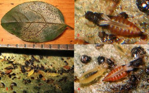 Heliothrips haemorrhoidalis