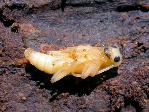 Réf. 20 206 : Saperda scalaris