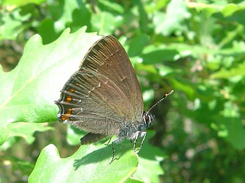 Réf. 20 024 : Satyrium ilicis