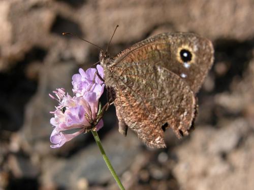 Satyrus ferula