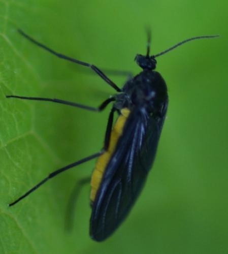 Sciara sp.