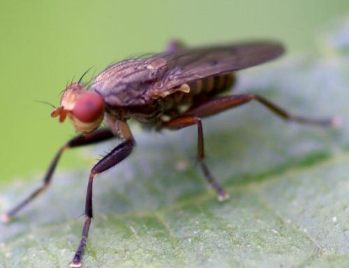 Pherbellia sp.