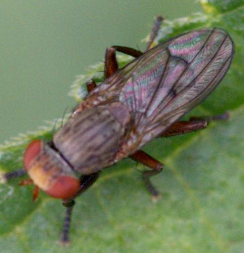 Pherbellia sp.
