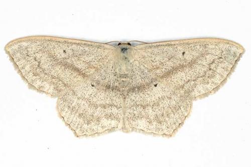 Réf. 20 255 : Scopula nigropunctata