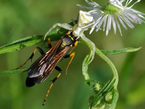 Sceliphron caementarium