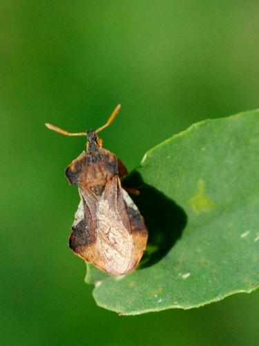 Réf. 20 616 : Phymata crassipes