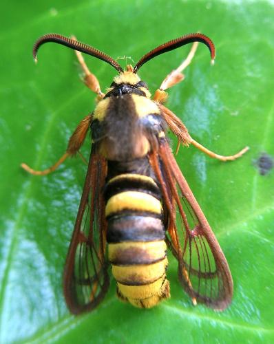 Réf. 20 632 : Sesia apiformis