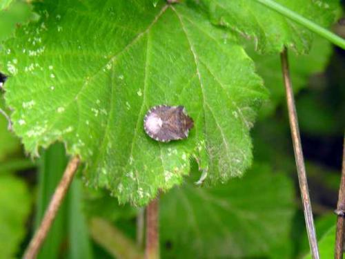 Dyroderes umbraculatus