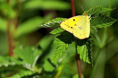 Colias croceus