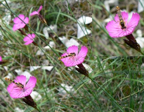 Sphaerophoria scripta